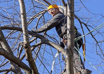 Scranton Tree Service Logo