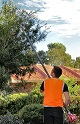 Melbourne Tree Services Image