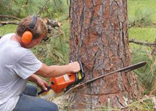 Tree Service Experts Pasadena MD Logo