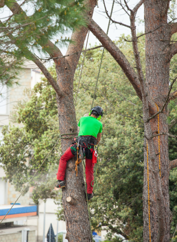 Tree Service Experts Pasadena MD Image