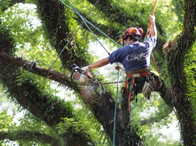 Tree Removal Albany Logo