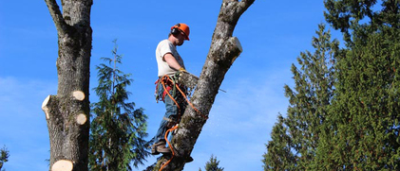 Concord Tree Services Image