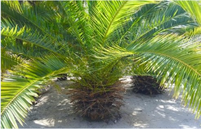 Woodlands Best Tree Care Service Logo