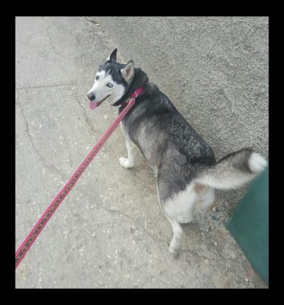 Fluffy's Day Out Logo