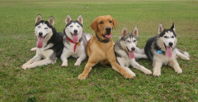 Fluffy's Day Out Image