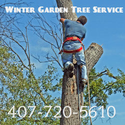 Winter Garden Tree Service Logo