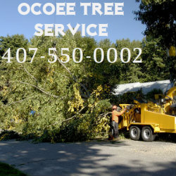 Ocoee Tree Service Logo