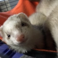 Lois