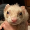 Haku