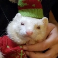 Nimbus