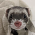 Ferret Bueller