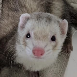 Will Ferret