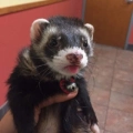 Gus- Gus