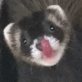 Fresa