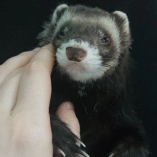 Bean