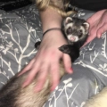 Bandit