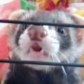 Mae