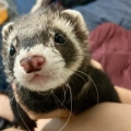 Morty
