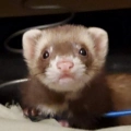 Maple