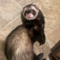 Bandit
