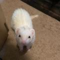 Pepper