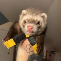 Zuko
