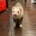 Biscuit