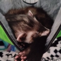 Loki