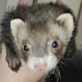 Willow