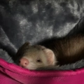 Echo
