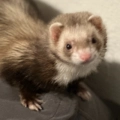 Hazel