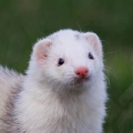 Cow Ferret