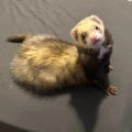 Zeus