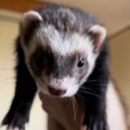 Mister Mittens Mycroft