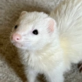 Milo Alexander