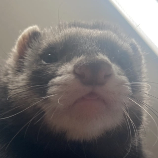 Loki