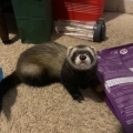 Kuma