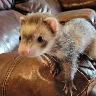 Penelope
