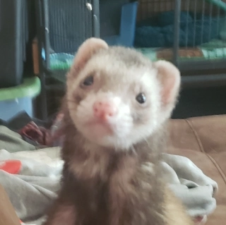 Haku