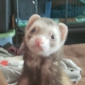 Haku