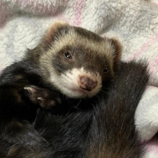 Timmie
