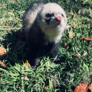 Artemis Decimus Meridus