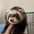 Sammy