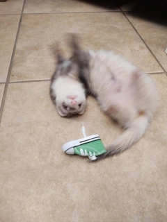 Stashers Choos - Individual Mini Sneaker Shoe Hauling Hoarding Toys for Ferrets Choose your color!