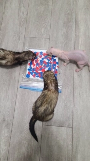 Art Piece by June, August, and Molly May the Ferrets - 8x8 Inches