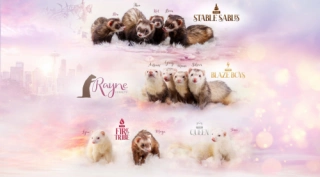 DONATE | Vet Fund | Ferret Factions | Digital Artwork Download