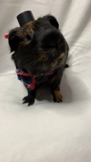 Ferret, Guinea pig, and small animal Top hat. Plastic+Adjustable Band.