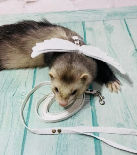 Harness with white angel wings. Collar for Ferret. Collar and leash for walking