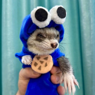 Ferret costume, Cookie Monster costume, cute cookie ferret costume, little pet monster costume, ferret clothes for Halloween.Small Pets Cute