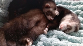 Hand Knitted Ferret Snuggle Set: Chunky Yarn Tunnel & Blanket